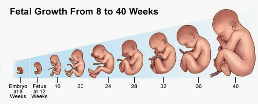 ogden on politics science of prenatal development is what makes how does a baby form