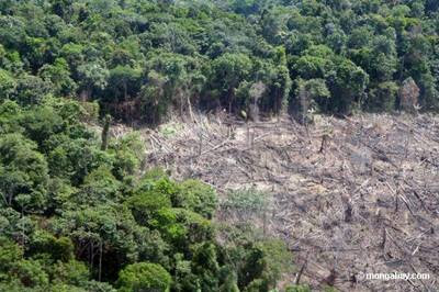 Como Salvar as Florestas Tropicais 