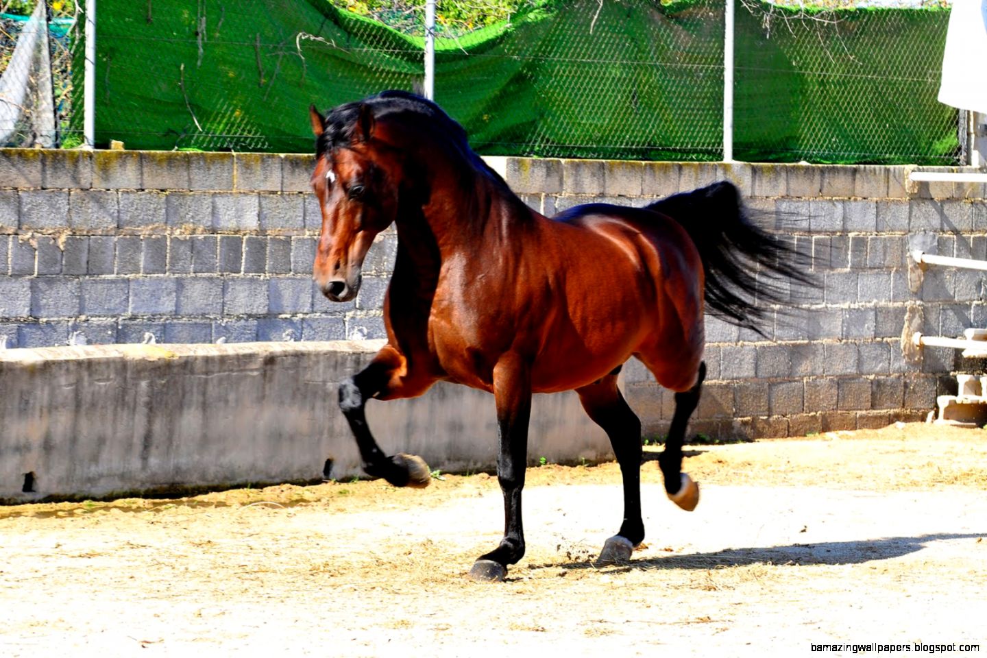 Bay Spanish Stallion wallpaper Bay Spanish Stallion wallpaper