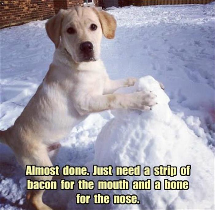 30 Funny animal captions - part 41, animal pictures with funny sayings, animal photos with captions, captioned animal pictures