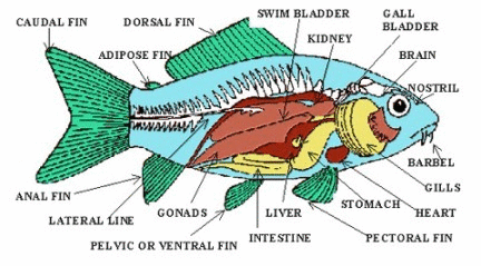 aquaticszone signs of a