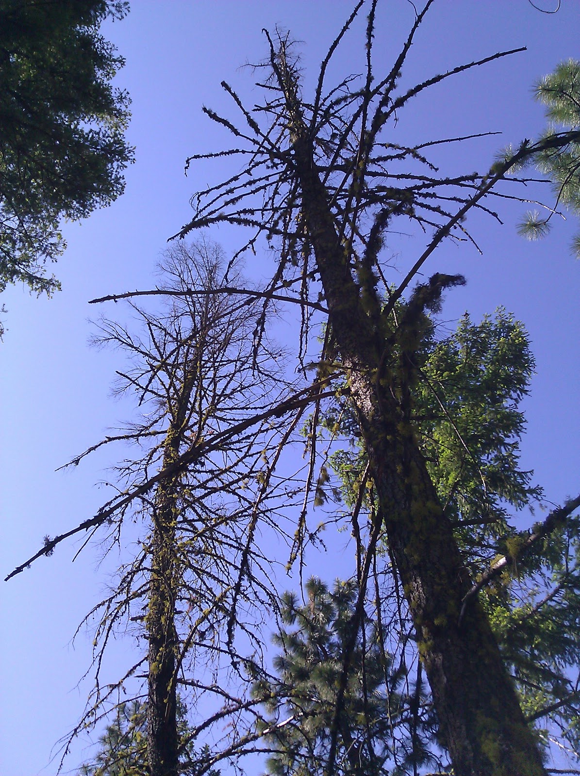 Small Forest Timber Owner Blog For Wa This Is Laminated Root Rot