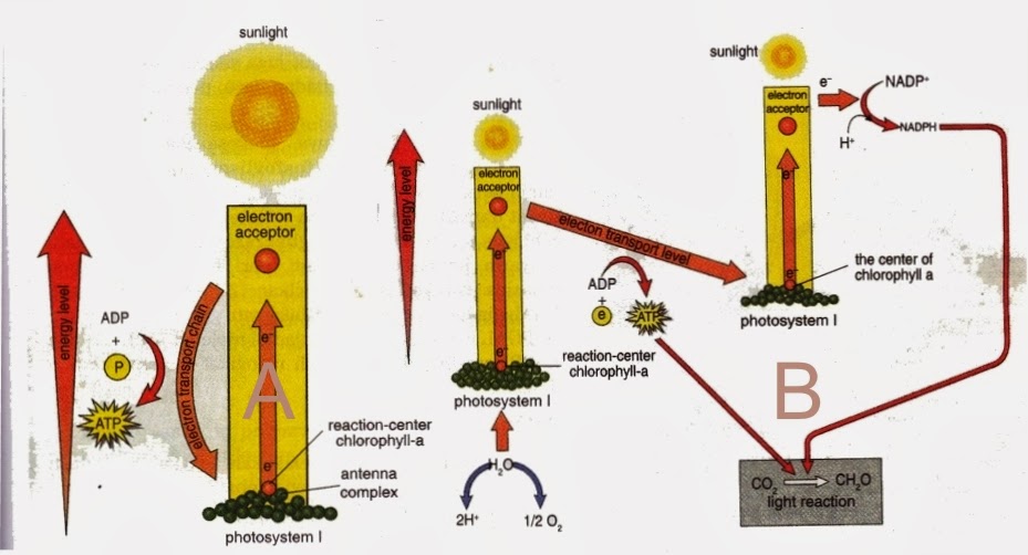 Light Energy Utilization In Photosystem New Science Biology