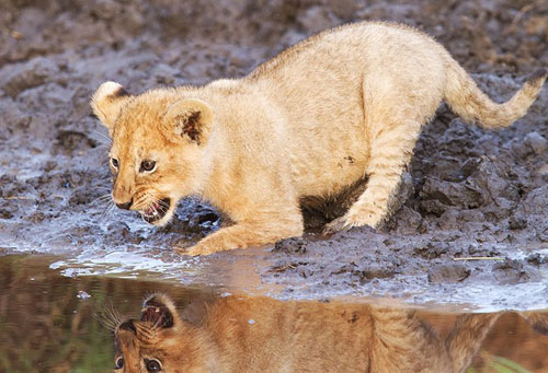 lion+cubs+beutiful+babies+of+dangerous+a