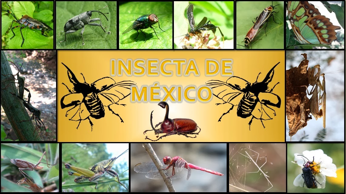 Insecta de México