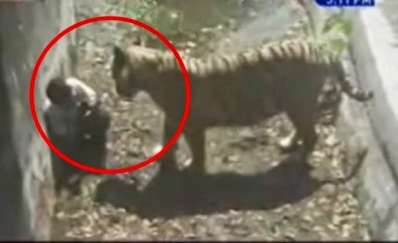 Λευκή τίγρης σκότωσε 20χρονο σε ζωολογικό κήπο - Βίντεο-σοκ!