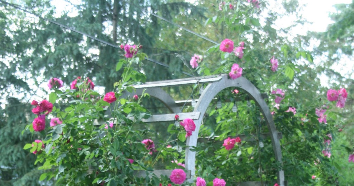 Cheesehead Gardening Climbing Roses Hardy for Wisconsin Winters