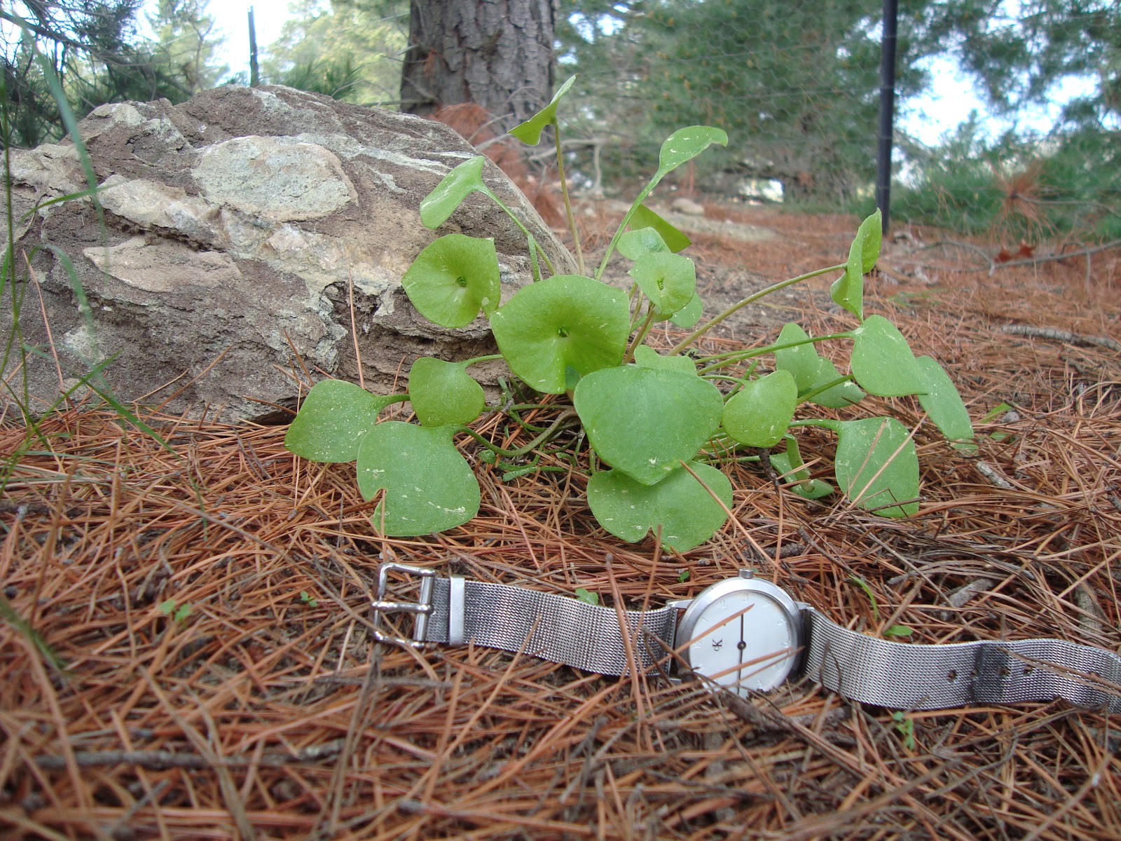 The Field of Gold: Miners Lettuce. Food of the gold rush.