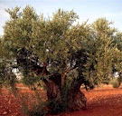 Zeytin Ağacı