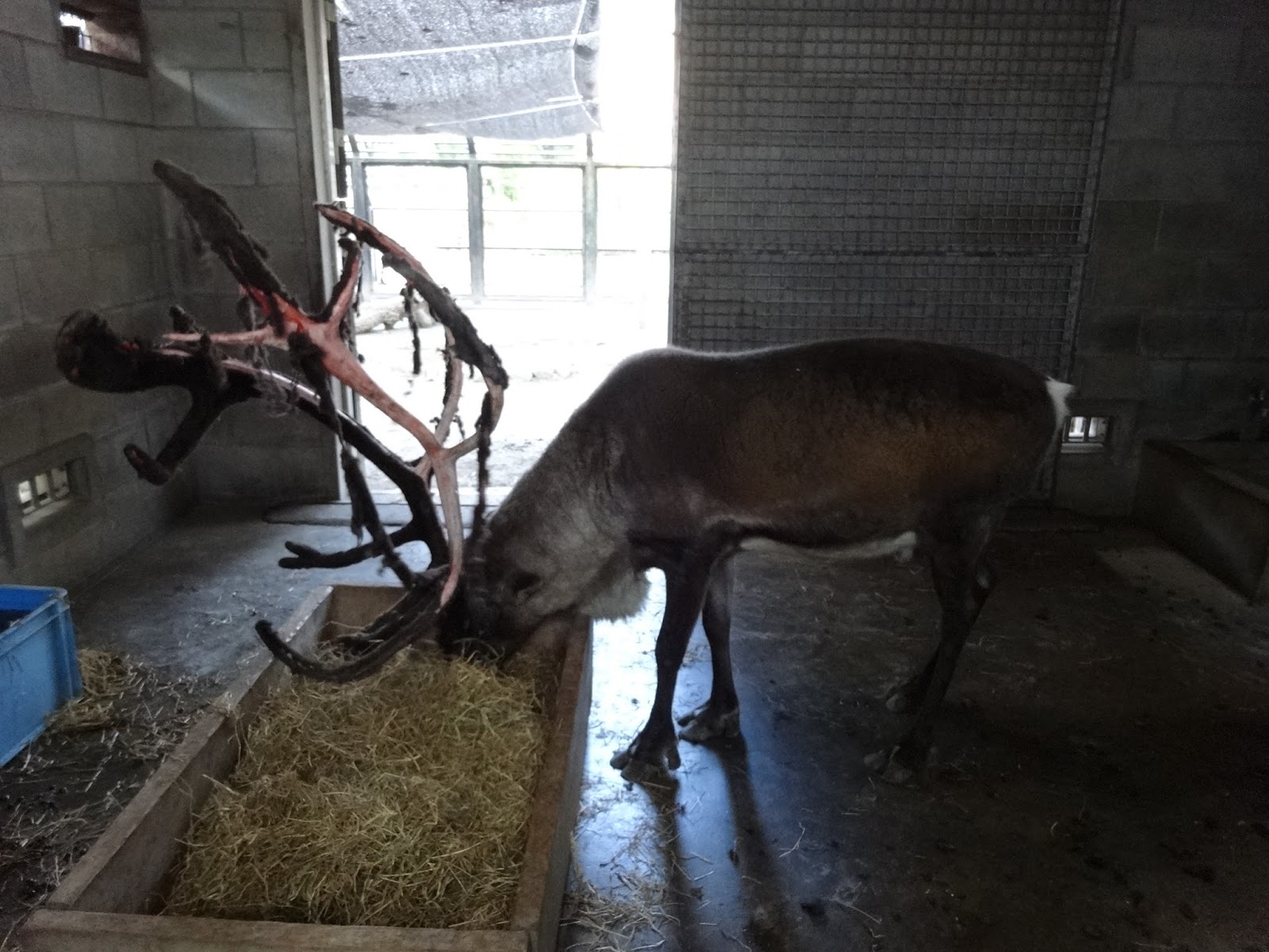はむらzoo小噺 角から血が トナカイの袋角