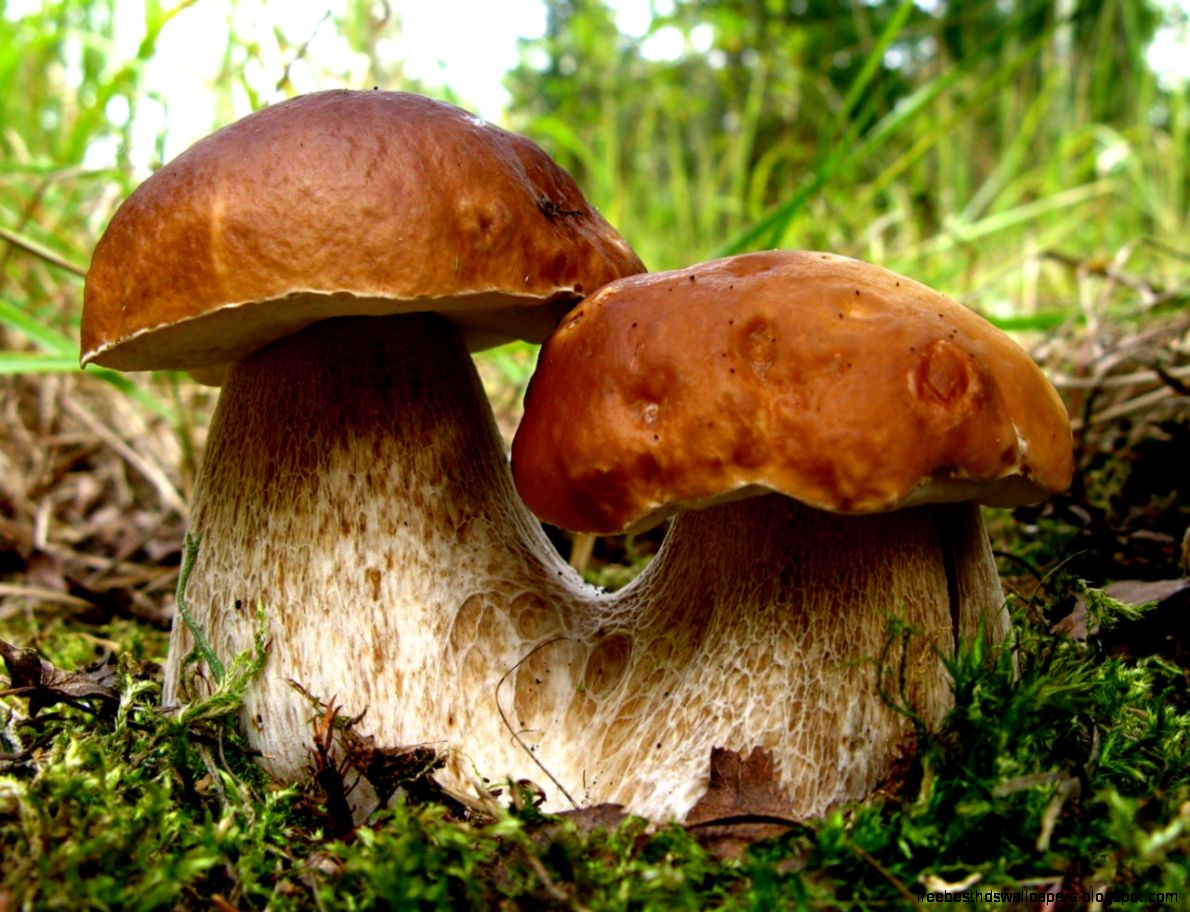 Desktop Wallpaper · Gallery · Nature · Edible mushrooms Free Desktop Wallpaper · Gallery · Nature · Edible mushrooms Free