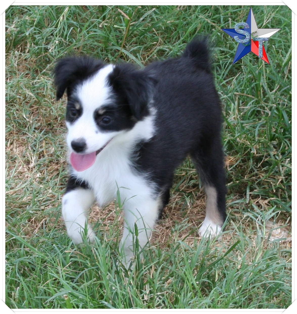 Cute Puppy Dogs: Mini Australian Shepherd Puppies