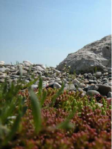 Jardines verticales y cubiertas vegetales: enero 2012