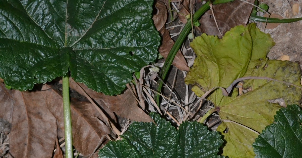 Gardener's Watch Alum Root?