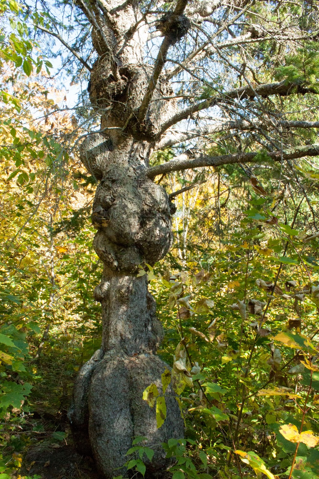 Simpson Eco Farms Al Capone hideout in Canada. 🏡 ( Eastern Ontario