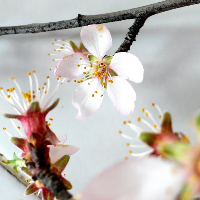 Salió bicocacolors bicocacolors: flores