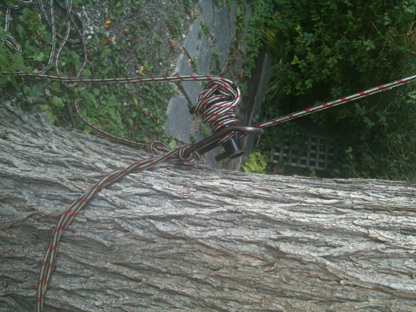Kenton's Infotainment Scan How to get a Winnipeg tree removed in 700 easy steps