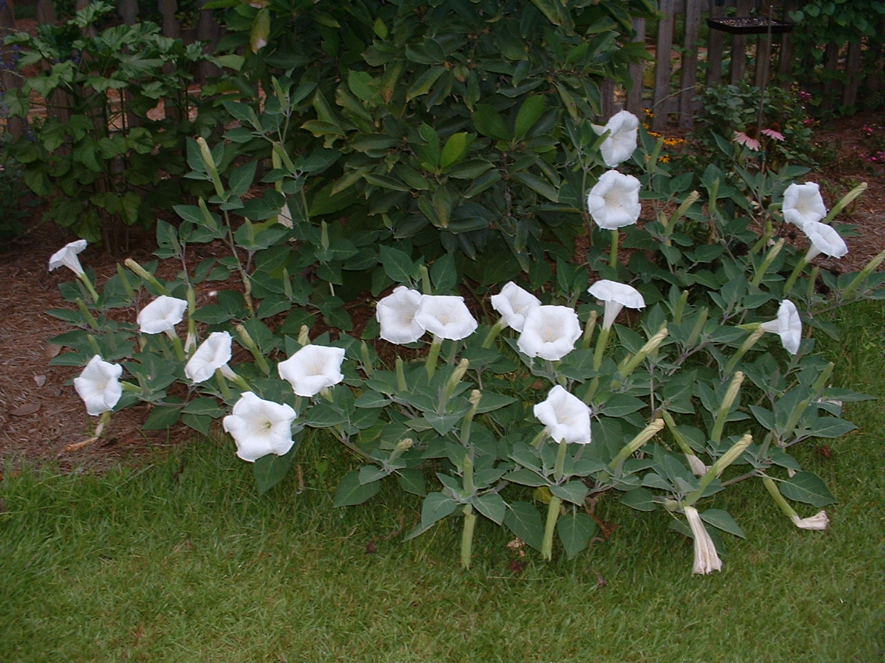 Datura metel alba