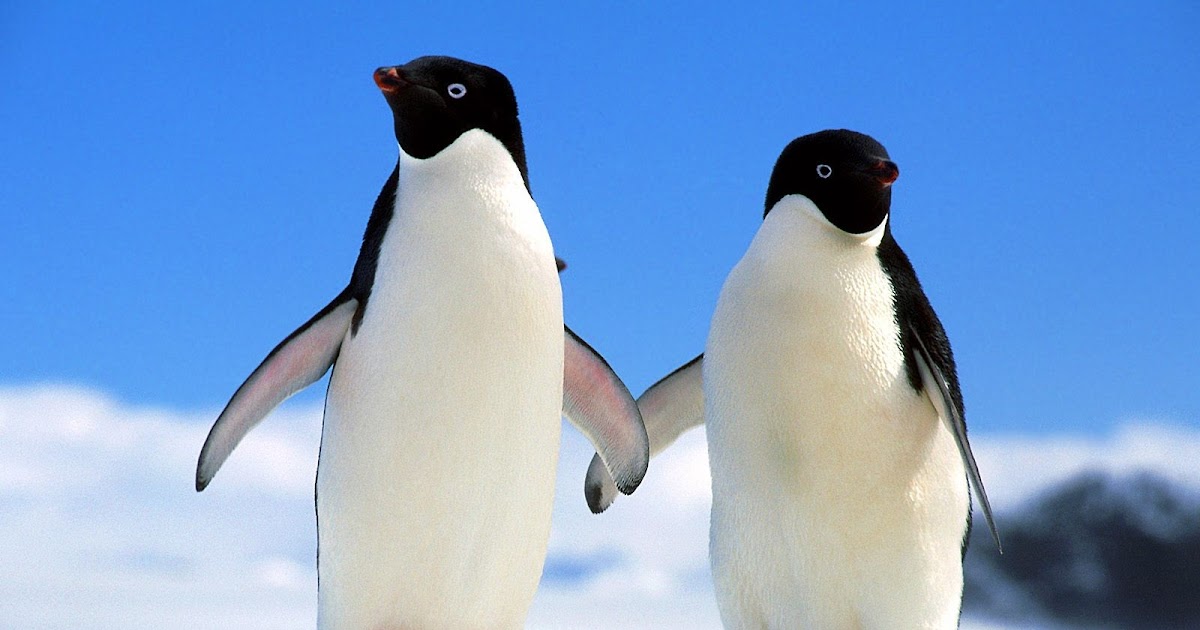 Adelie Penguin | Interesting Facts & Latest Photographs | All Wildlife