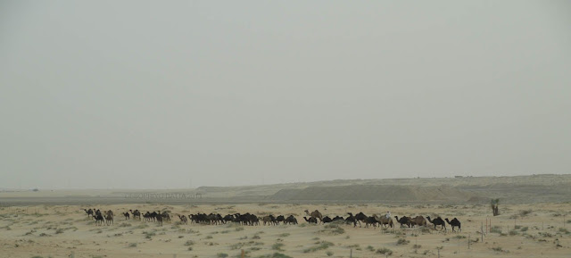 Camels at Nai'riyah - Panasonic G1 |  Lumix 14-45mm Vario