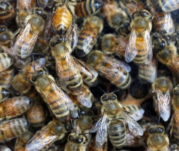 Burts Bees Glass Hive Burts Bees Glass Hive
