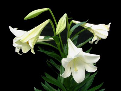 Azucenas blancas - FC DECOR MAGAZINE