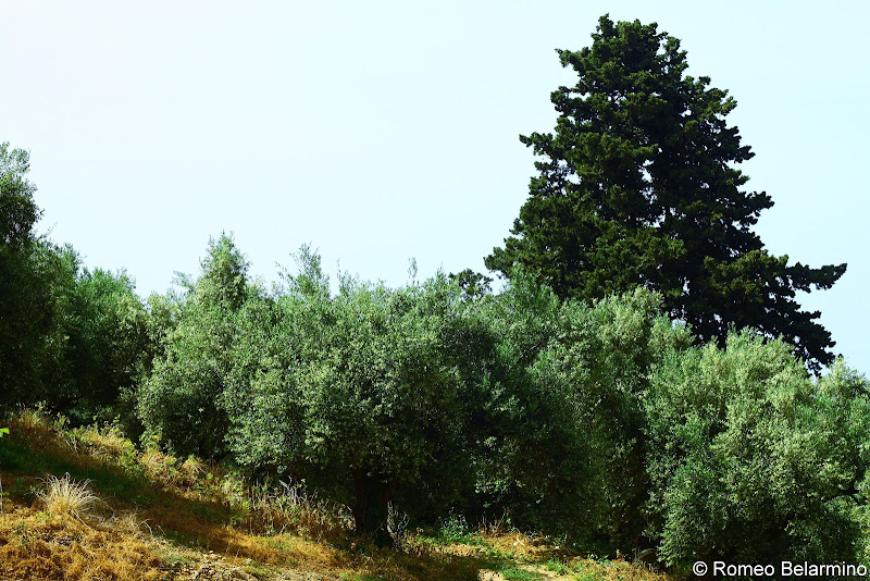 Anoskeli Olive Groves Things to Do in Crete
