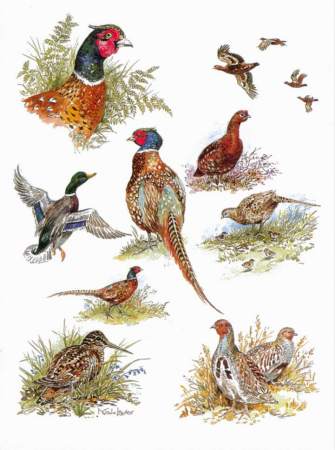 Game Birds on Types Of Game Birds Picture