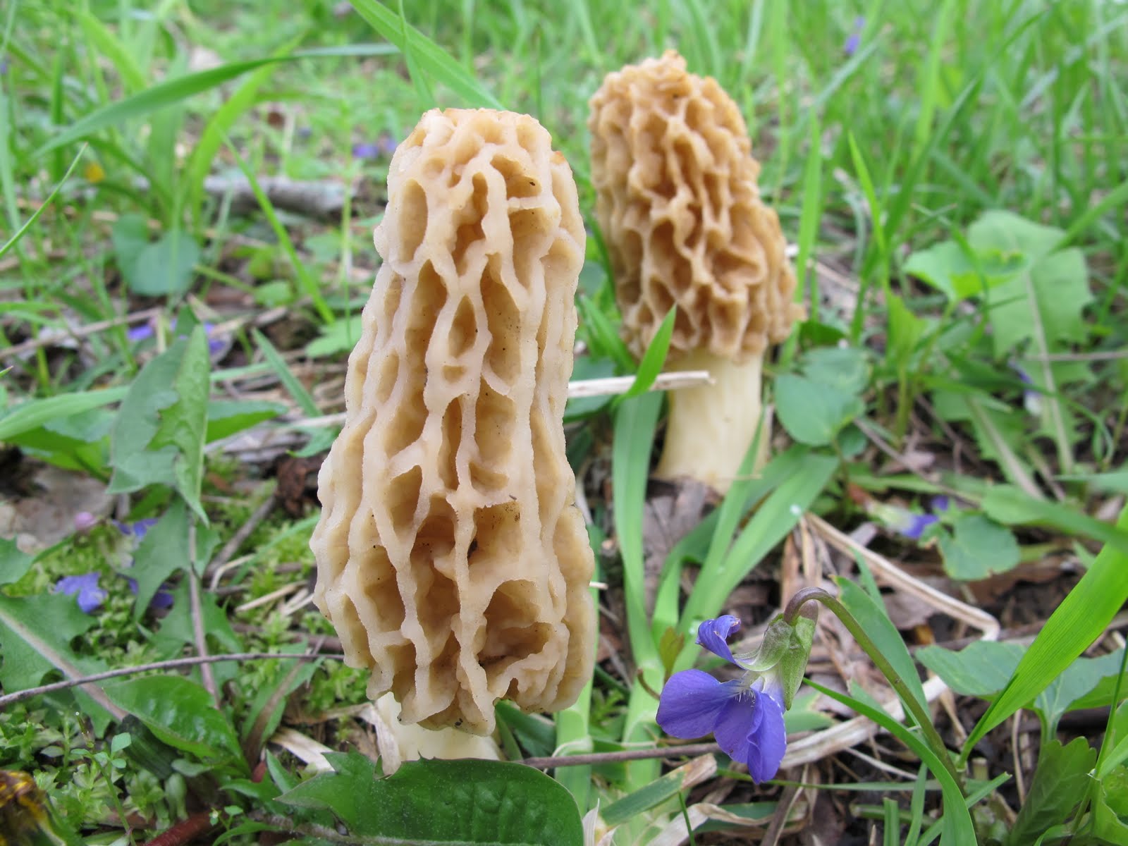 Blue Jay Barrens Morels