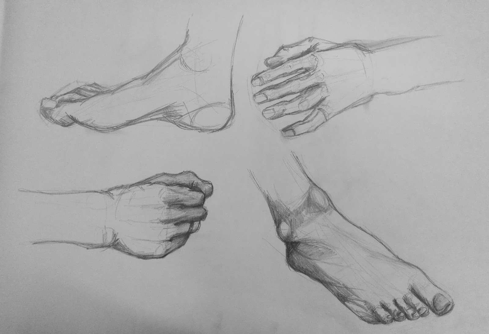anatomy of the hands and feet