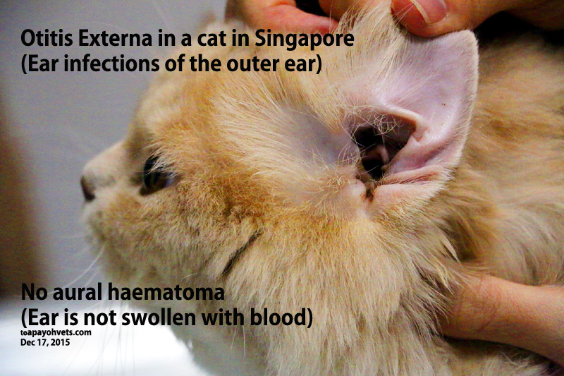 2010vets INTERN CLARA. Video Aural haematoma in a Ragamuffin cat