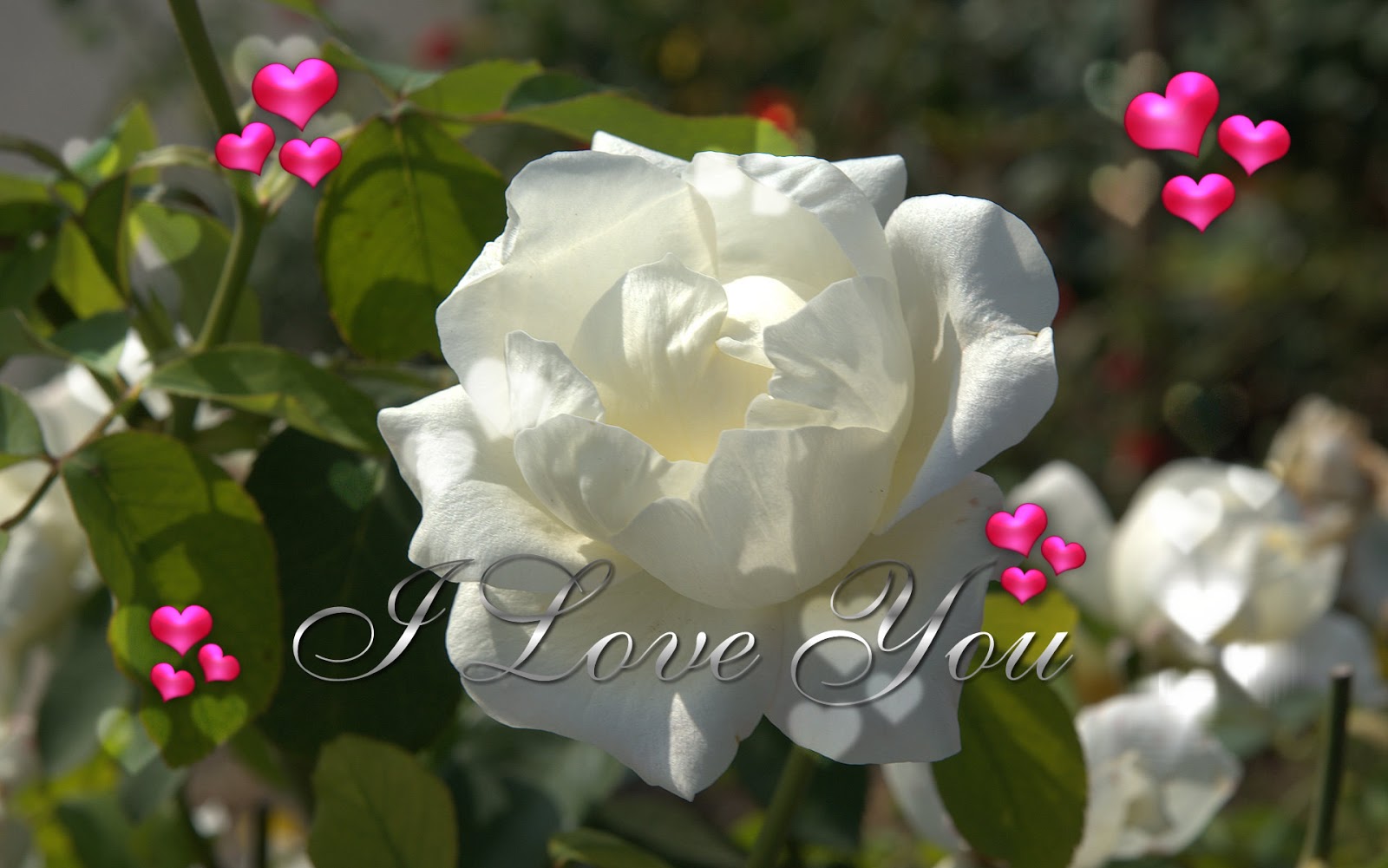 Best White Rose Flowers Wallpapers - Entertainment Only
