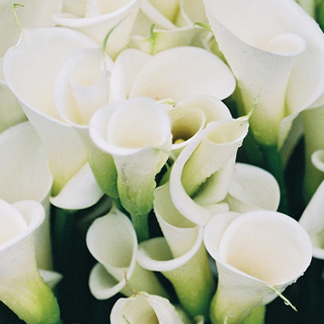 Exclusively Cats Veterinary Hospital Blog Lilies Are A No Calla Lily