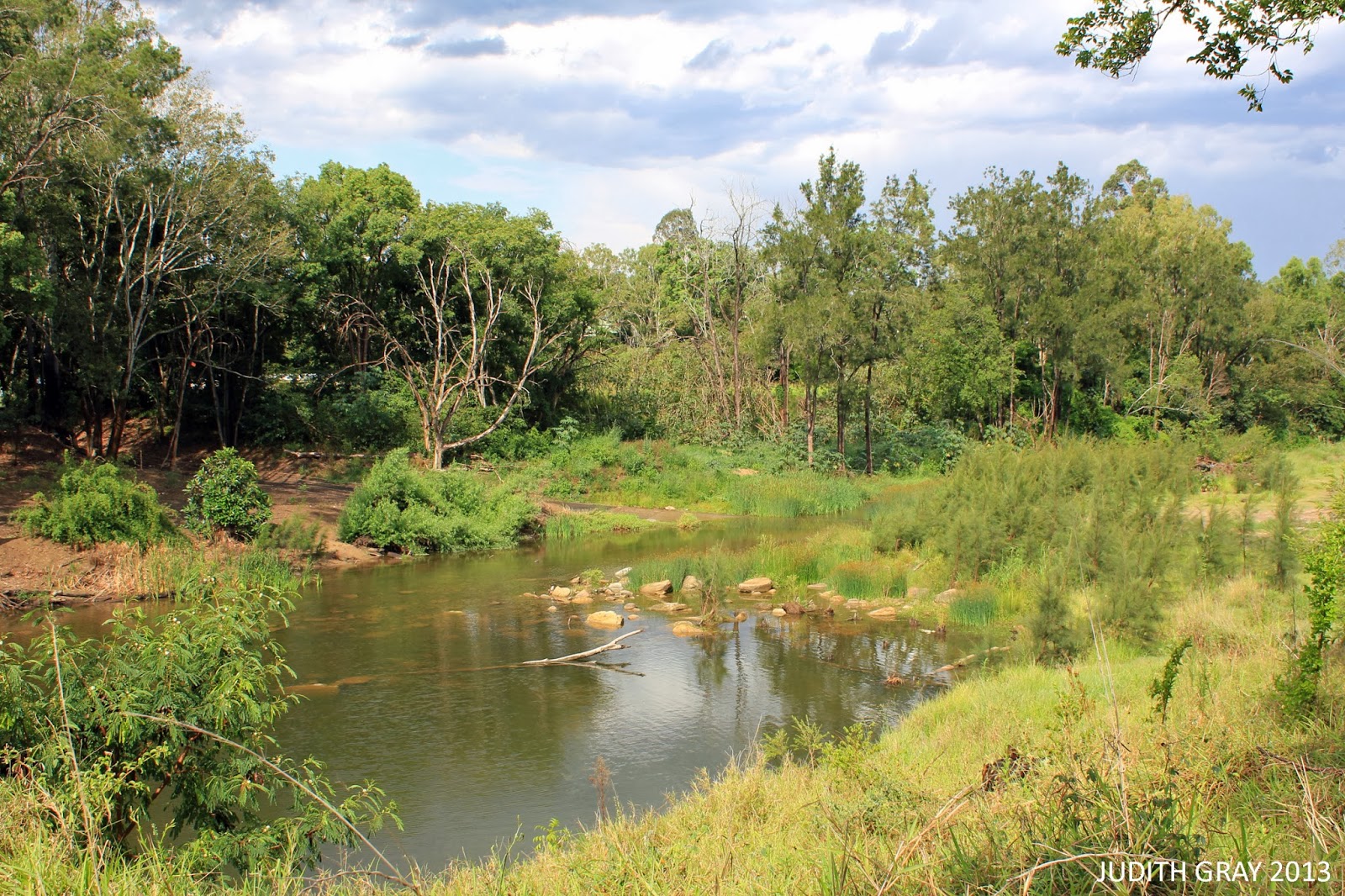 Australiasian Figbird at Lockyer Creek, Helidon 17/11/13