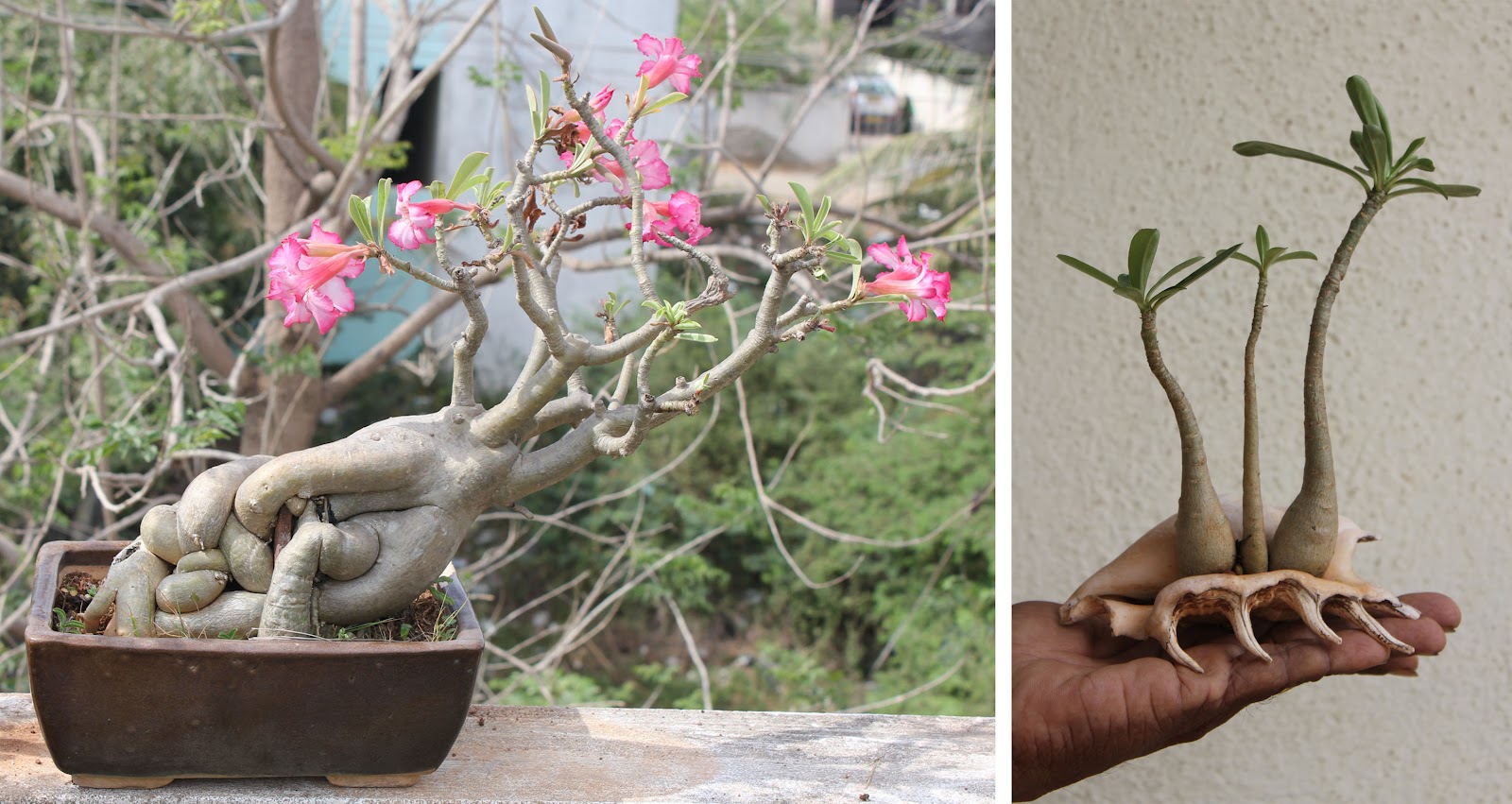 Bonsai Skosh More of bonsai in Chennai