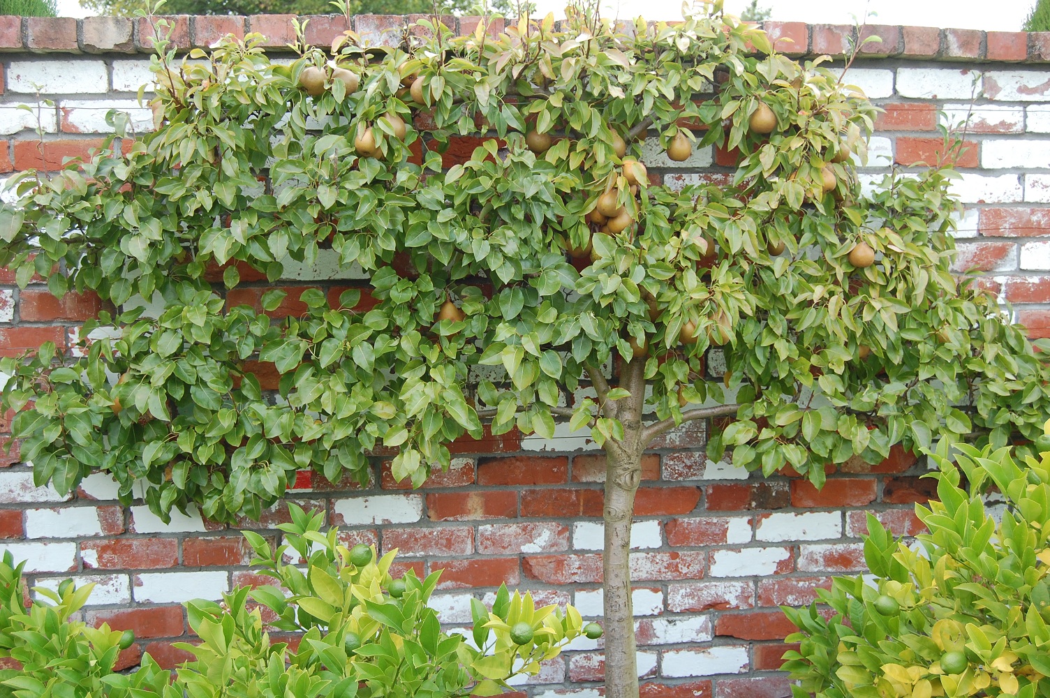 Serenity Nursery Blog: New Zealands Earthly Delights