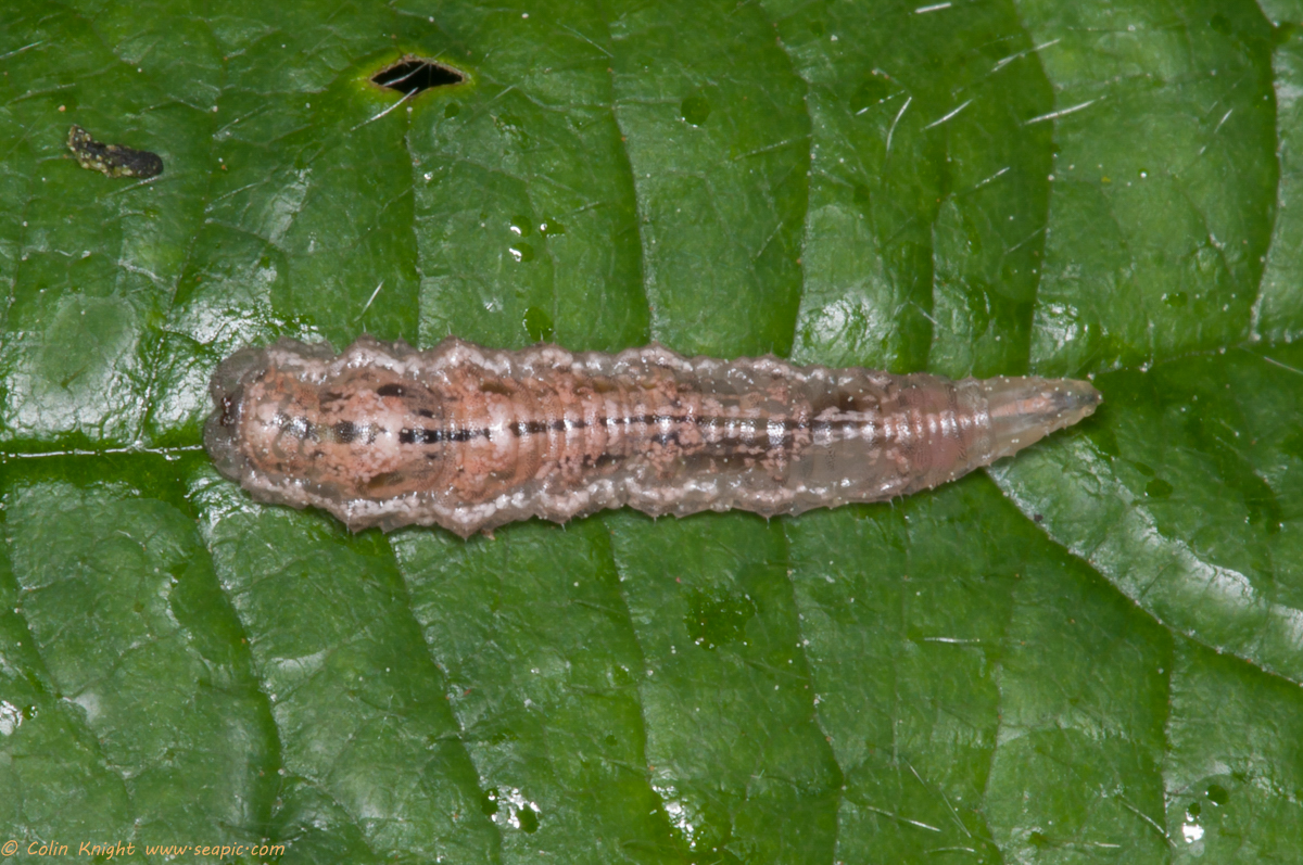 Postcards from Sussex Strawberries and Cream