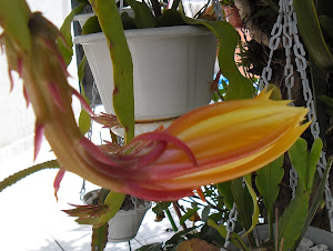 Cactus orquídea Epiphyllum - Amarela