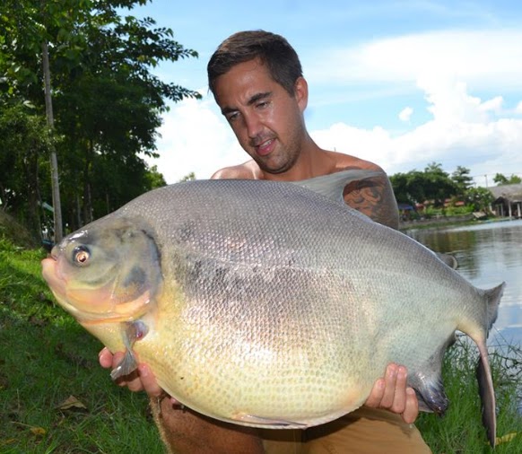 Big Fishes of the World PACU (Piaractus mesopotamicus)