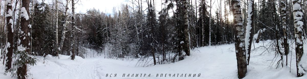 Зимний лес.  Зимнее очарование. Окрестности Ижевска. Блог Вся палитра впечатлений