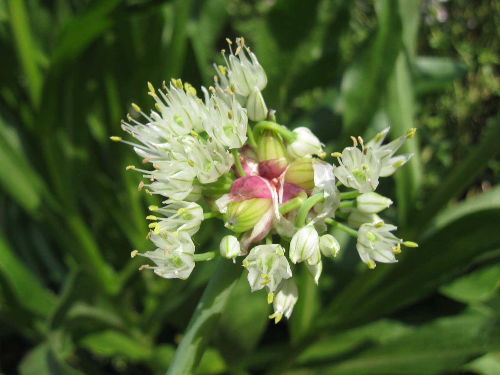 Plant Adventurer An Intro to Walking Onions