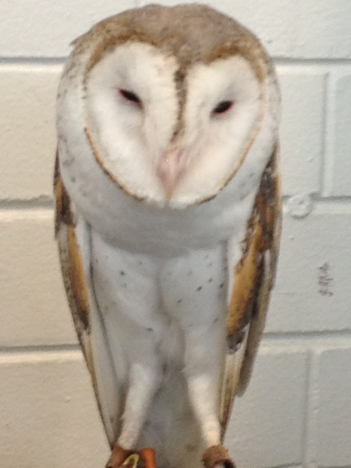 Owl Totem Meaning