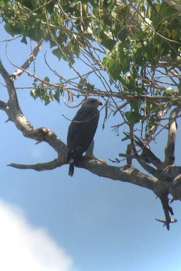 Birding Is Fun! Beyond the Bins in Baja Arizona