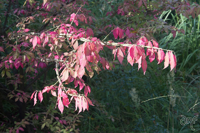 red leaves on a branch