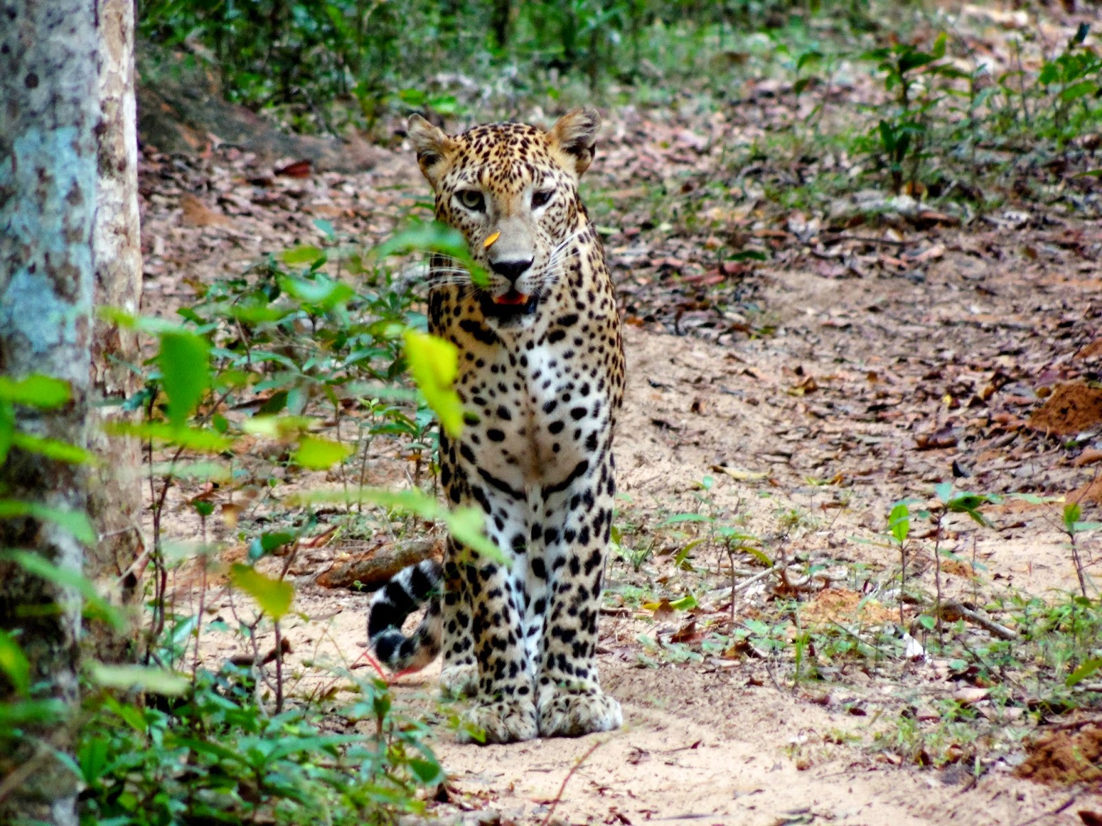 Safari Sri Lanka Wild Cats of Sri Lanka