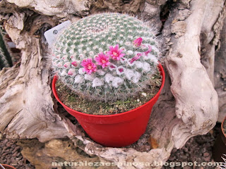 Mammillaria hahniana