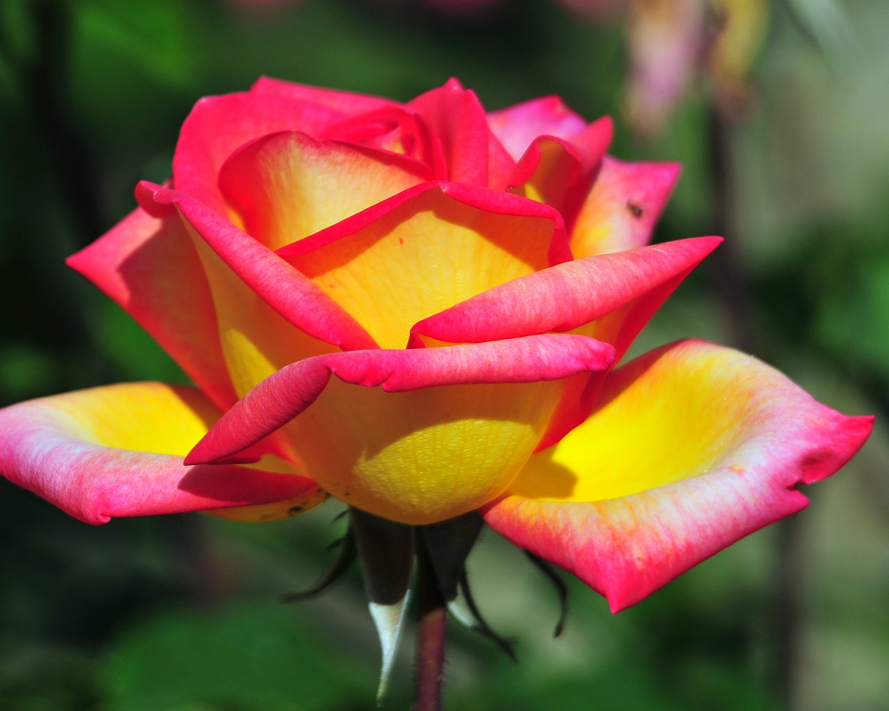 Flowers Wallpapers - Rose