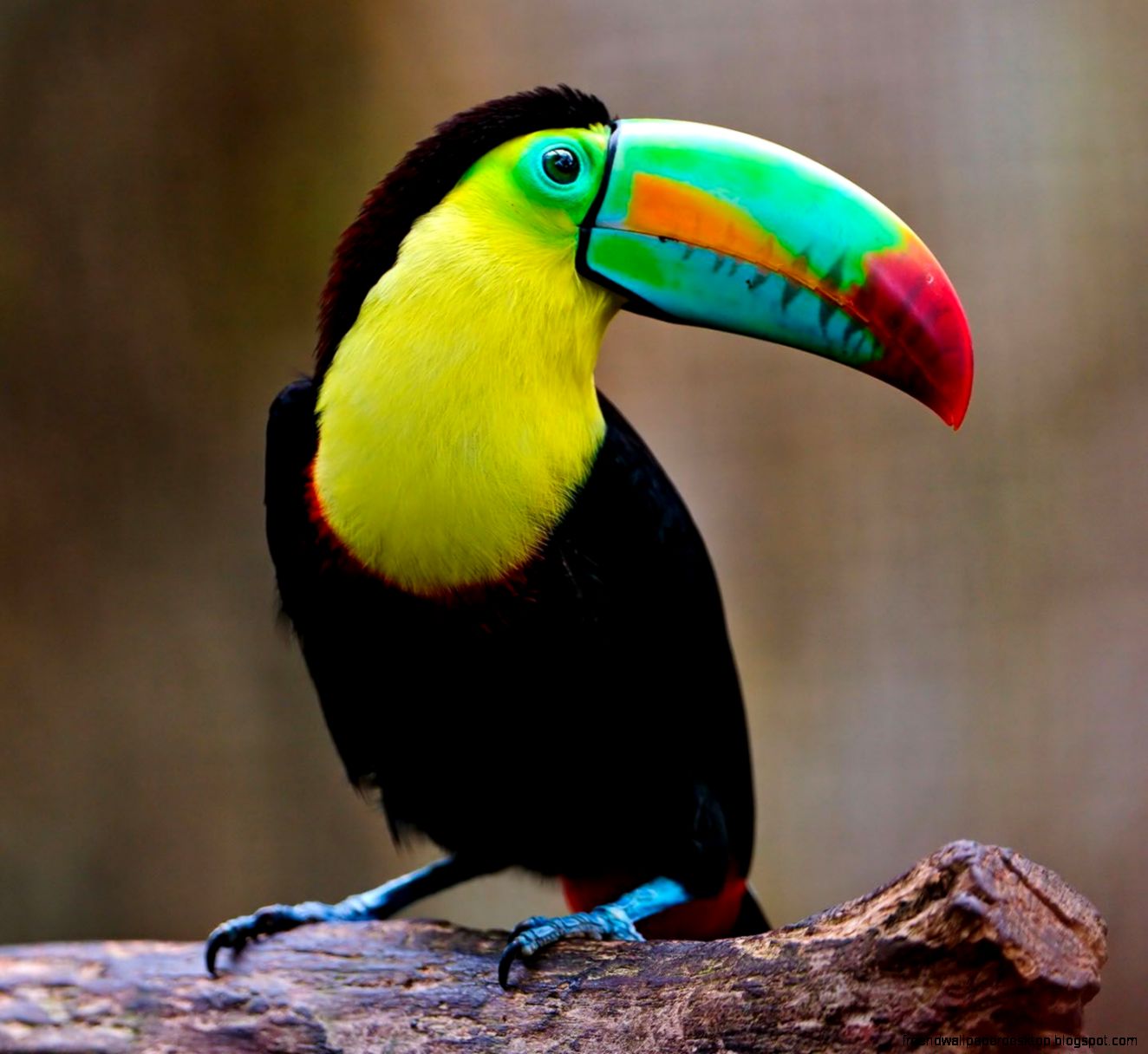 Toucan Bird Toucan Bird