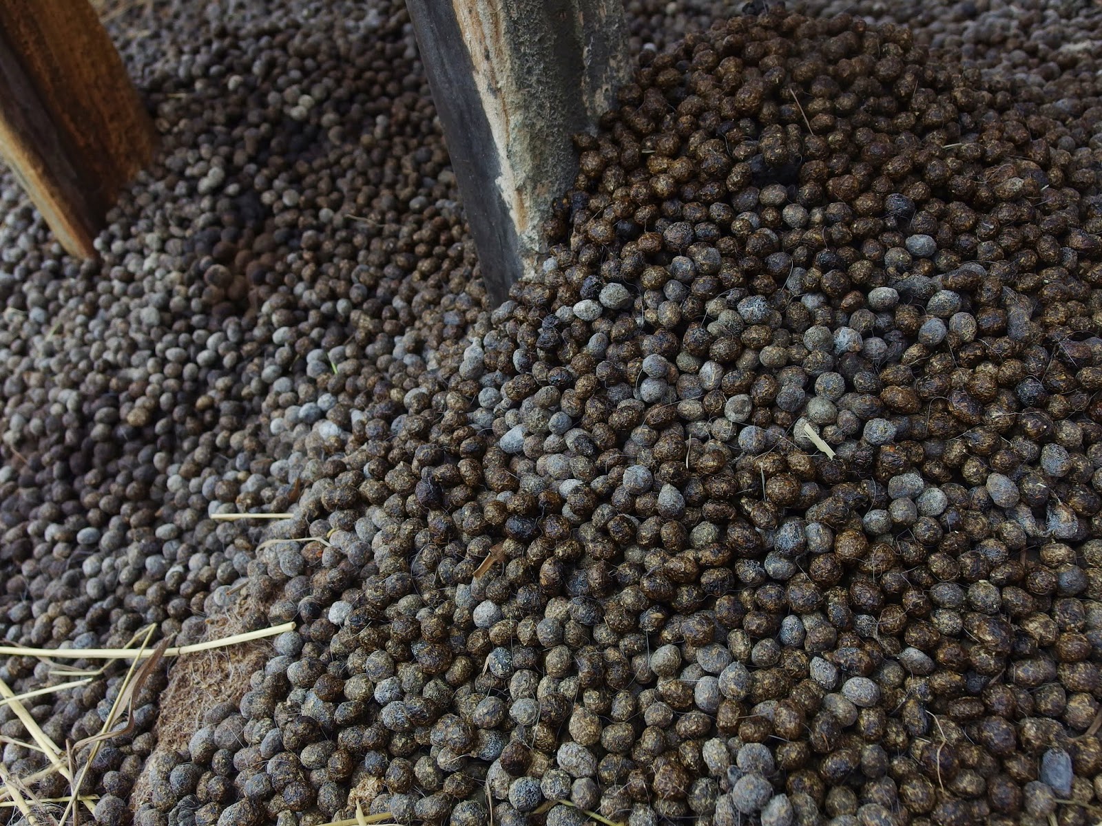 Wild Tree Tops Rabbit Manure