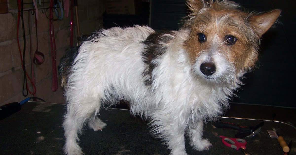 Blissful Dog Grooming TitchJack Russel